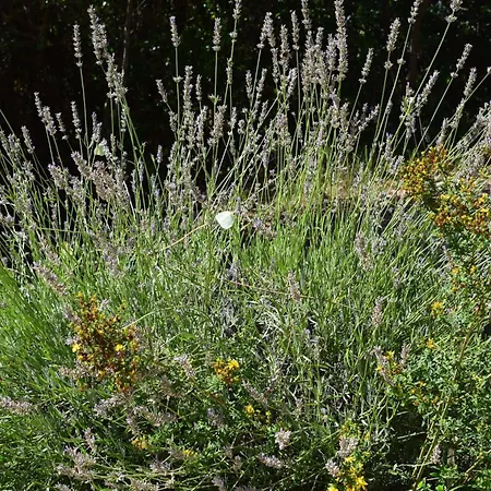 Holiday Salvia *